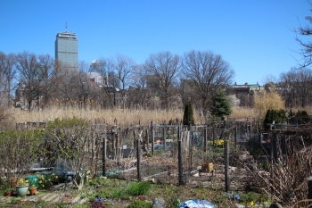 Boston - Community Garden